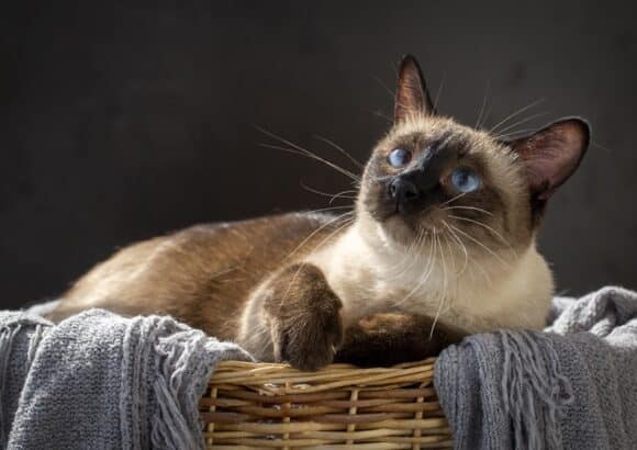 Le guide ultime du chat siamois : origine, caractéristiques et conseils