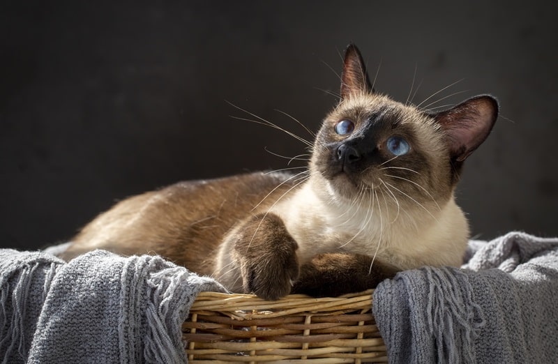 Le guide ultime du chat siamois : origine, caractéristiques et conseils