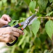 Vertuose Espace Vert