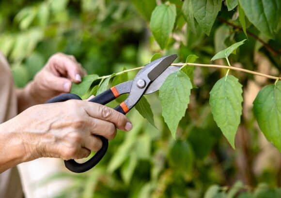 Vertuose Espace Vert