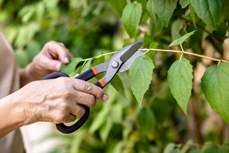 Vertuose Espace Vert