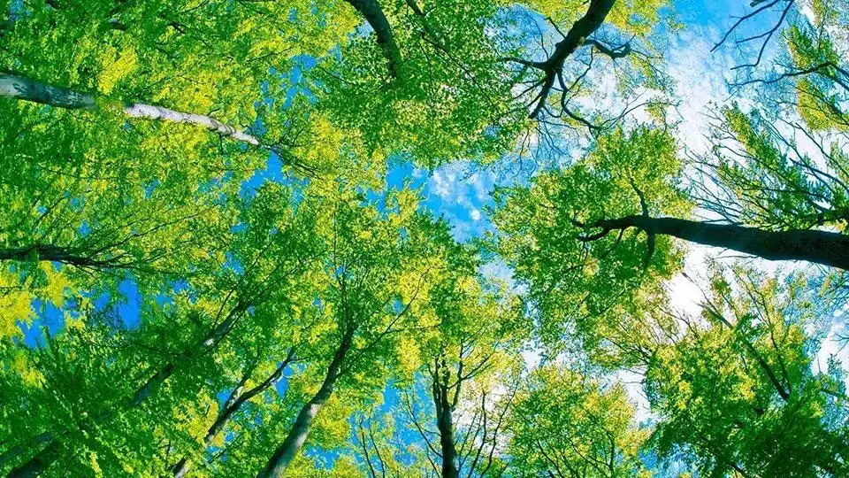 Vertuose Espace Vert