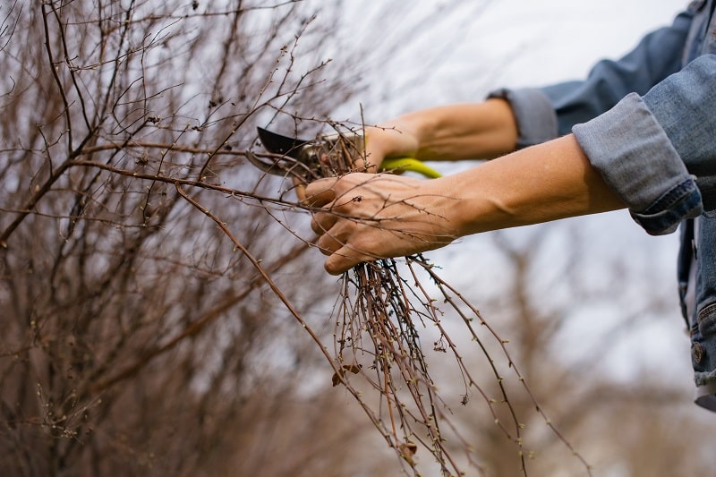 Vertuose Espace Vert
